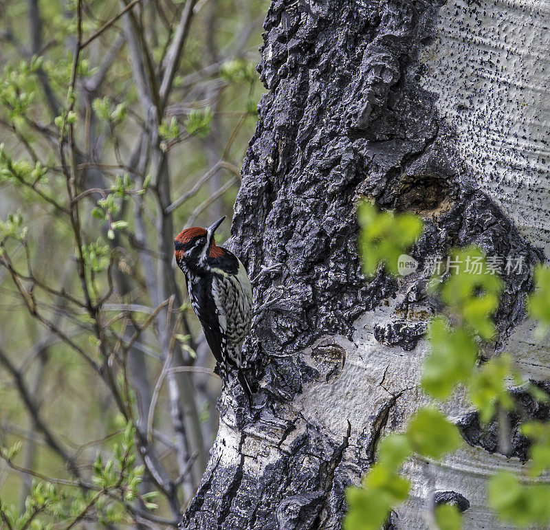 红枕sapsucker (Sphyrapicus nuchalis)是一种中等大小的北美啄木鸟，生活在怀俄明州的黄石国家公园。巢。